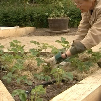 mansikan kasvatus mansikan kasvatus